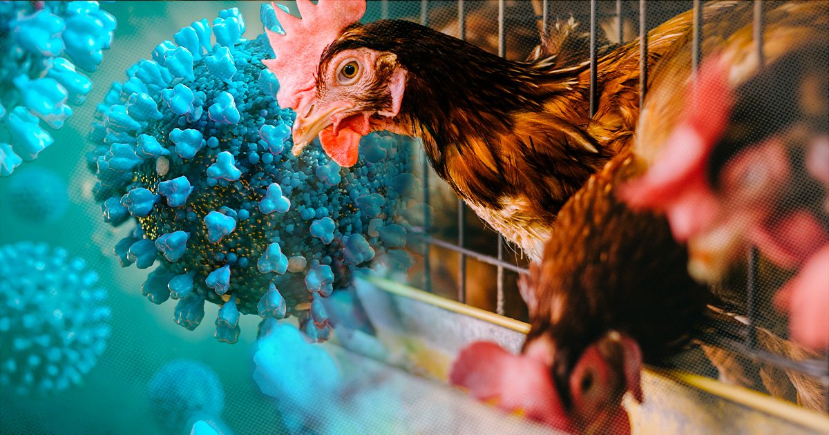 100+ Bird Flu cases by Friday?