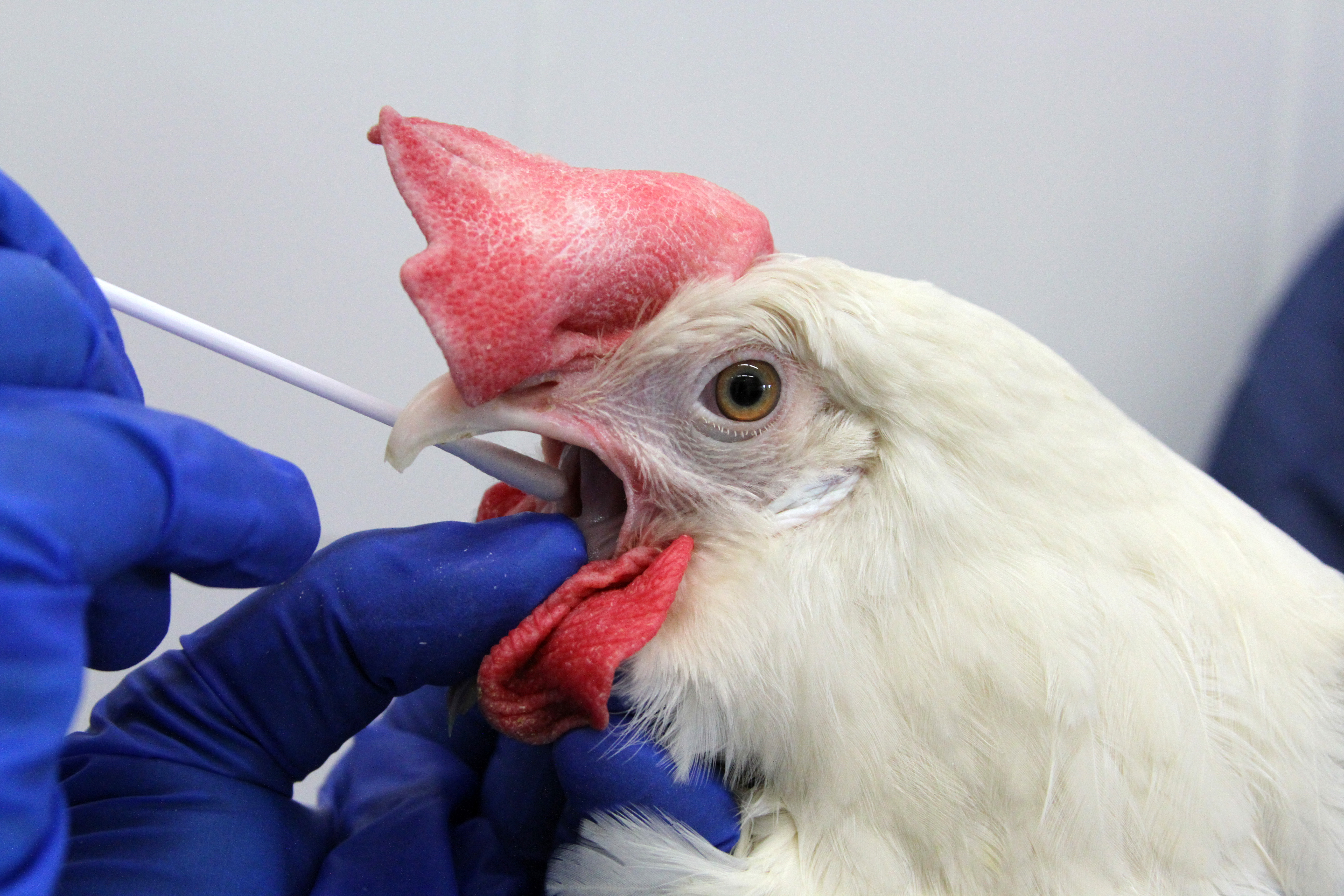 Bird flu declared public health emergency before April?