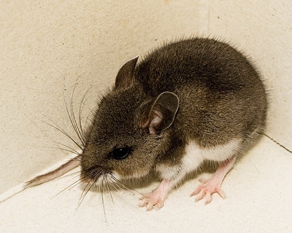 Confirmed case of Hantavirus in US by May 15?