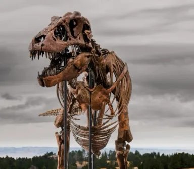 “Gus” - A Mounted Tyrannosaurus Rex Skeleton Sale Price