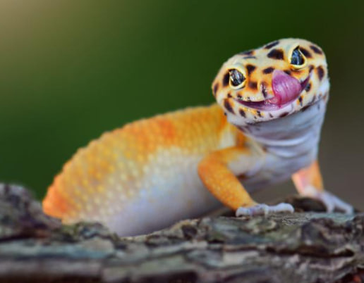 koprhopr