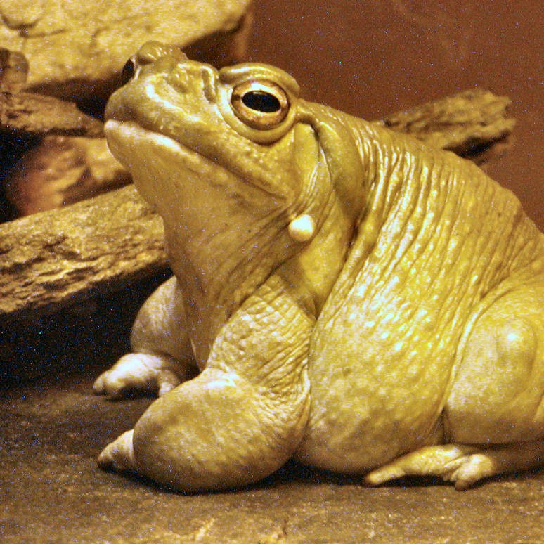 mostobesegoldfish