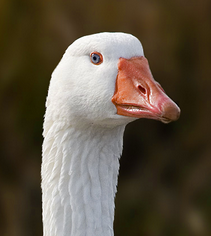 jesterthegoose