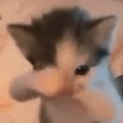 scubacat