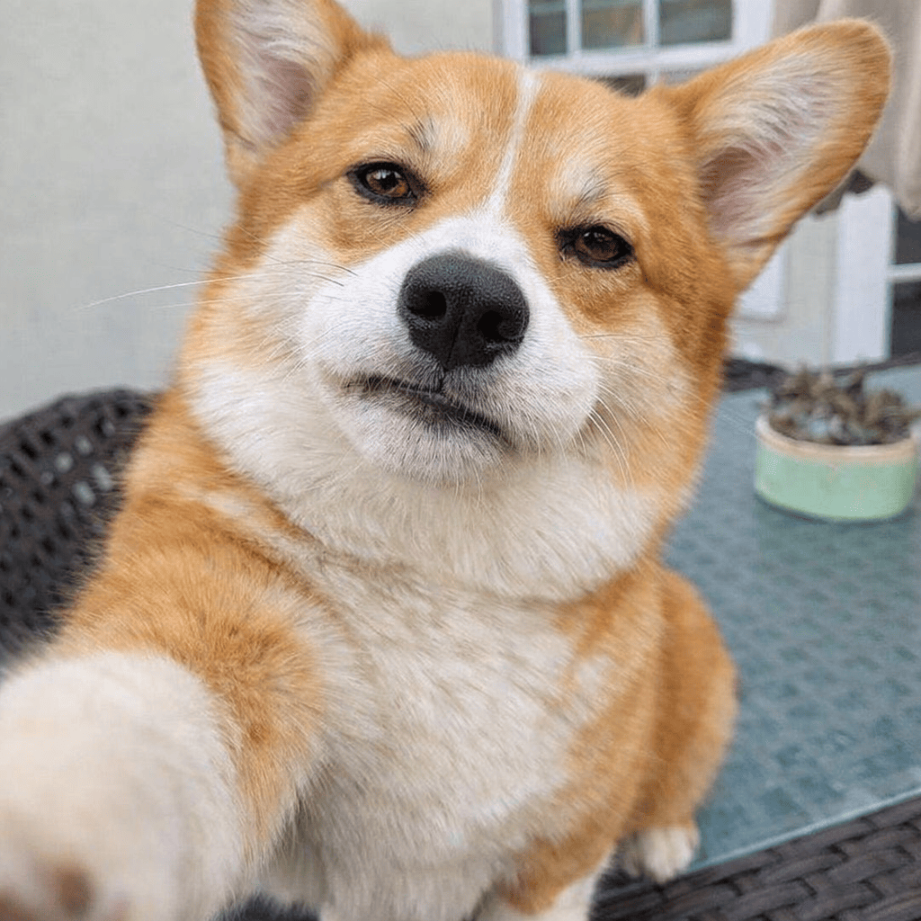 dogongod