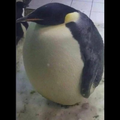 Lostpenguin