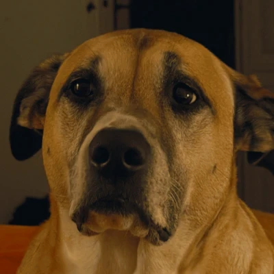 DoggoTrade