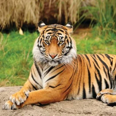 oneheadedtiger
