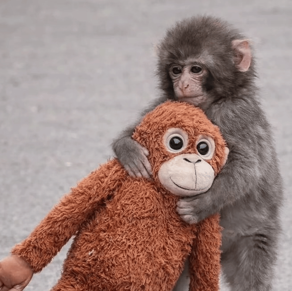 punch-the-macaque