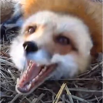 vulpum