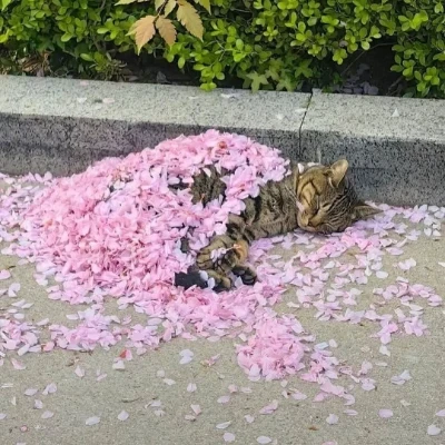 peacefulcat