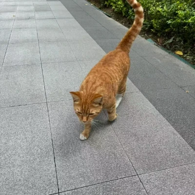 hkooooo