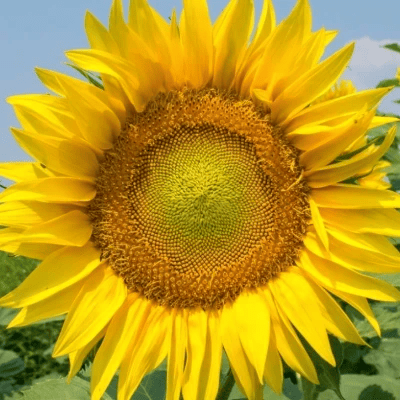 suncokreten