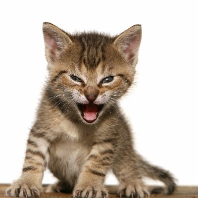Roaring Kitty jail in 2024?