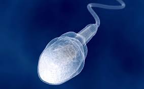 Sperm Race: Texas vs Florida