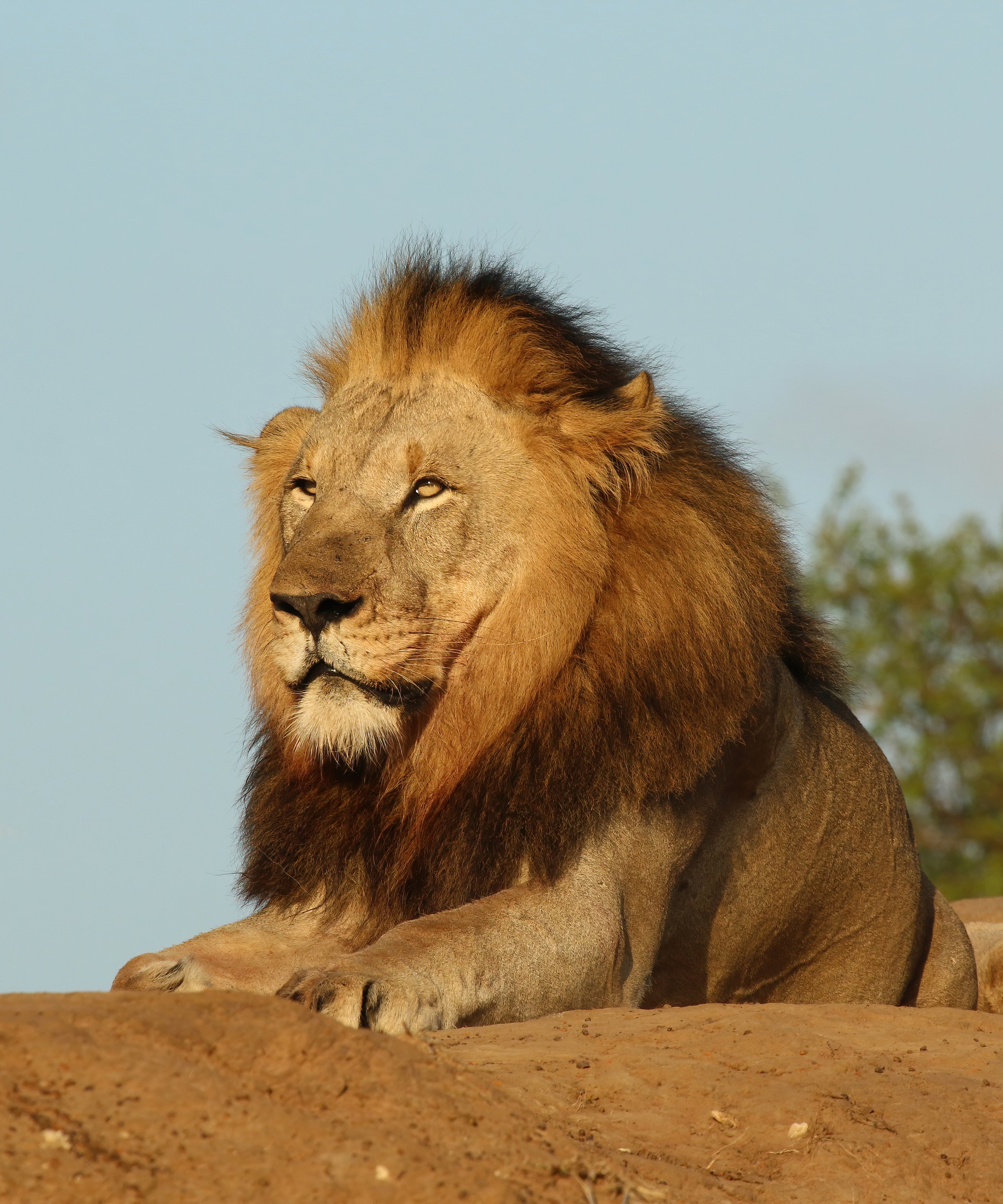 Indiana lions in custody by Friday noon ET?