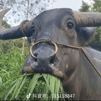 Chenxiang Miao